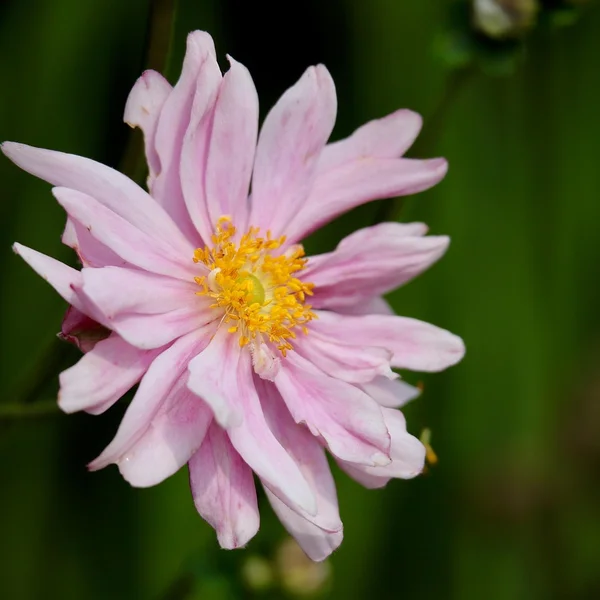 大发娱乐棋牌游戏